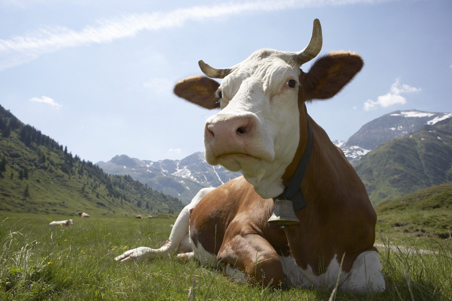 Cow wearing bell, sitting on grass, close-up