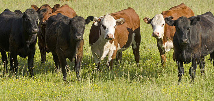 a group of herford and angus cross breed steers in a pasture of grass and yellow flowers