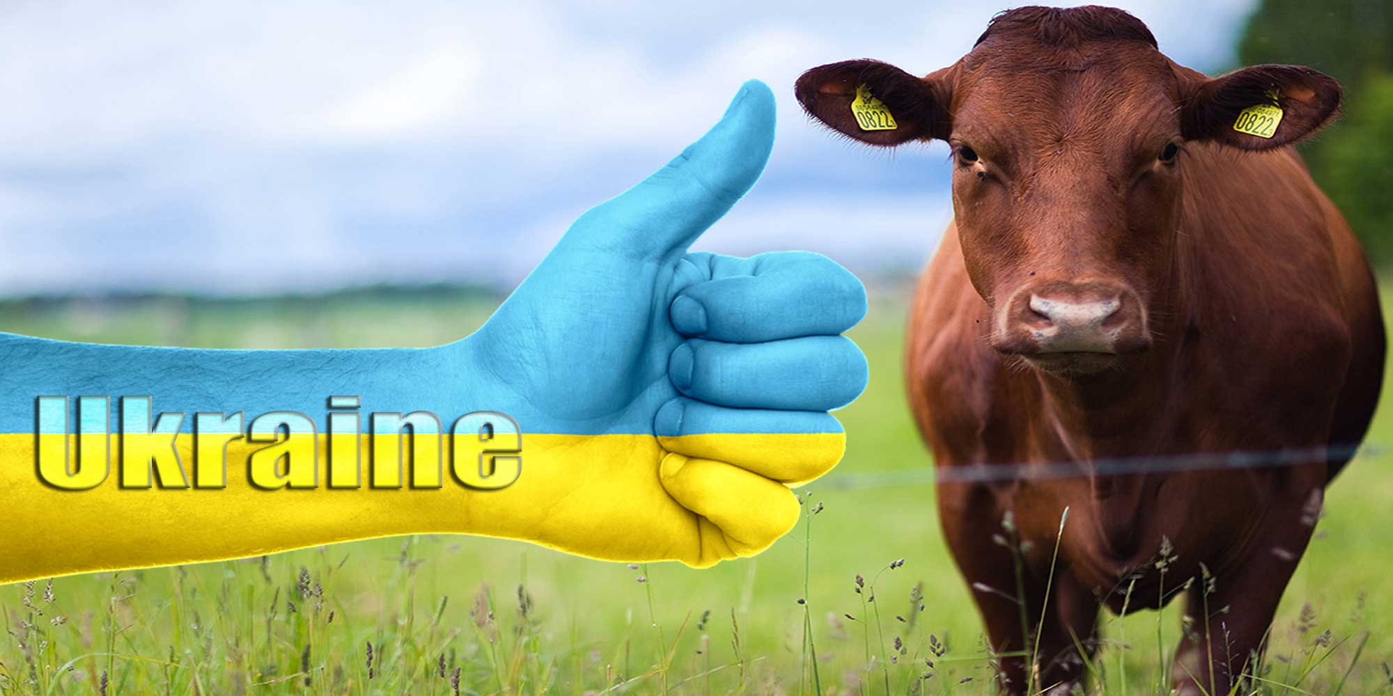 Cow&Ukraine