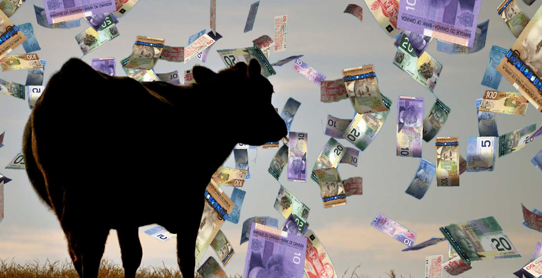 CowRainingMoney