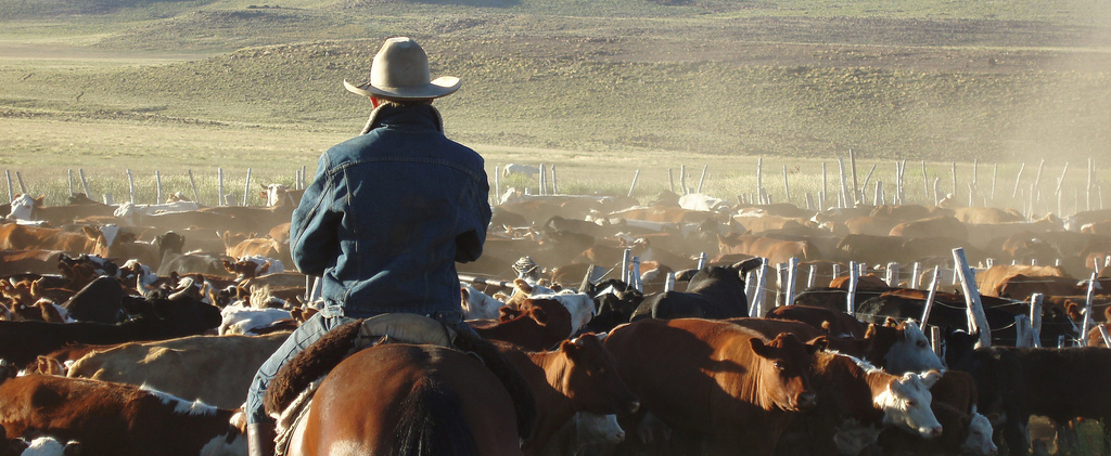 Cowboy&cattle