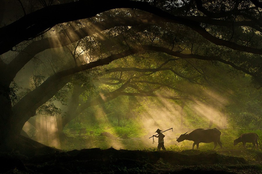 Forest-sunlight-cattle