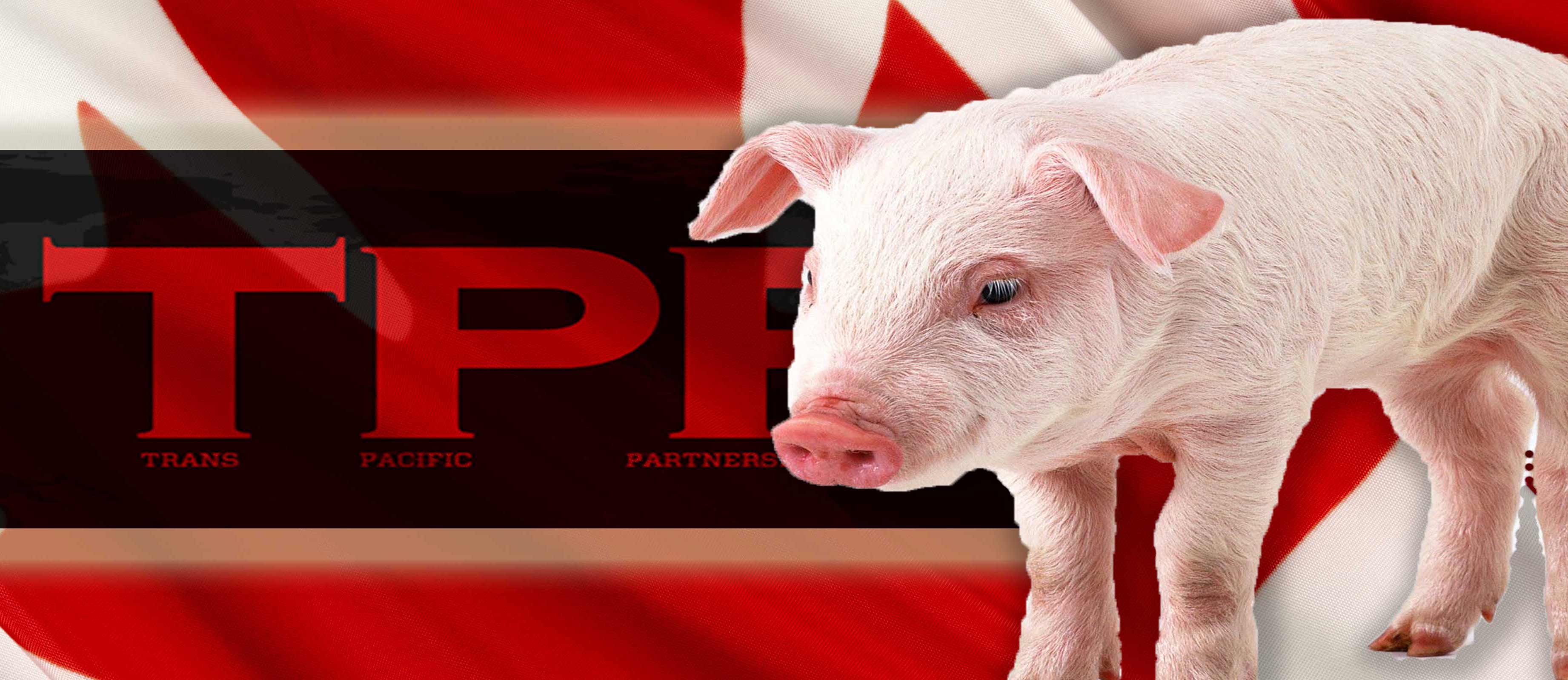 TPP-Piglet2