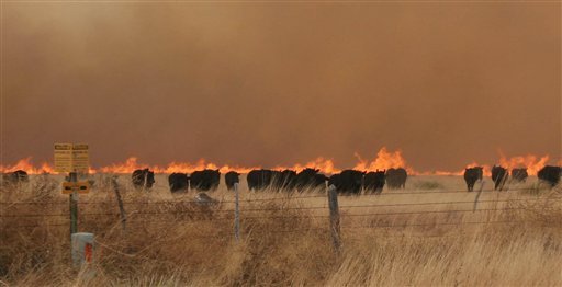 cattle-flee-wildfire1