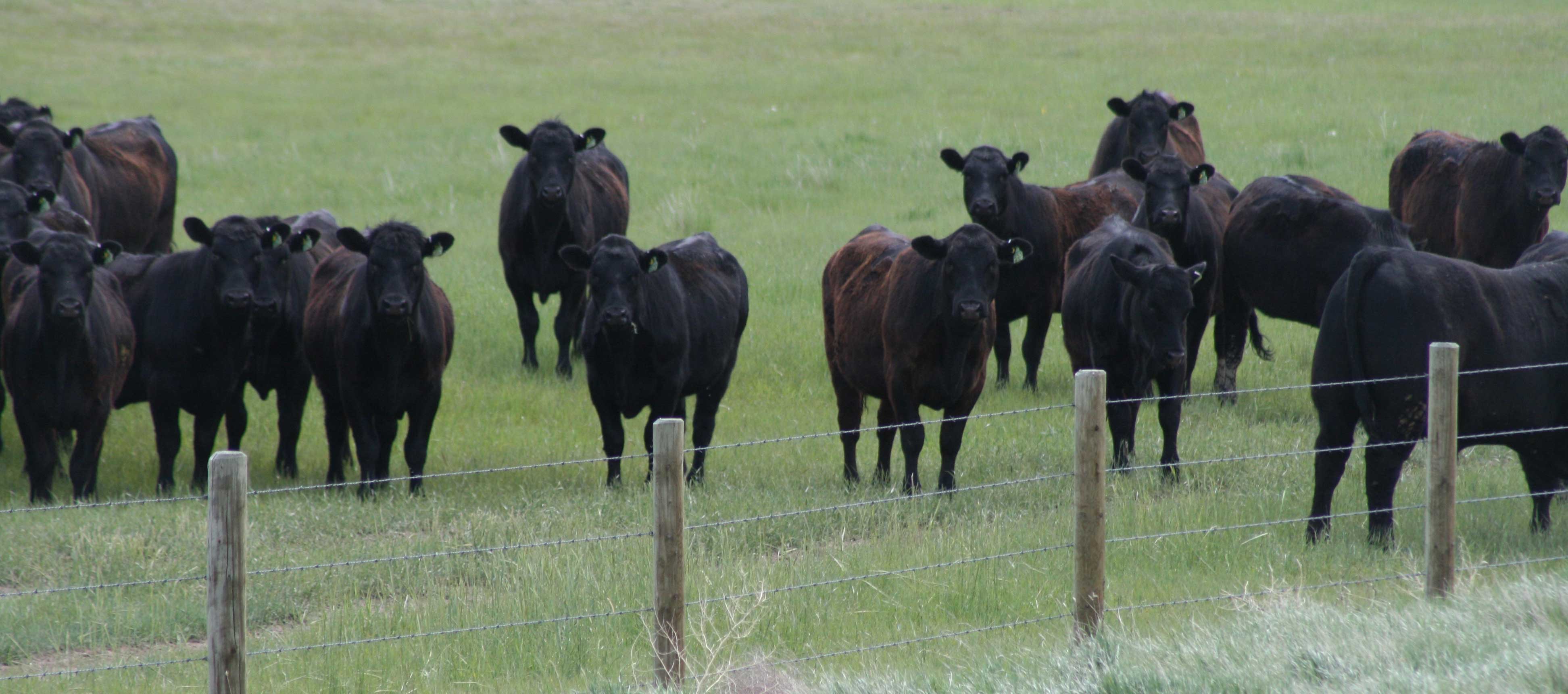 cattle_pasture_fence