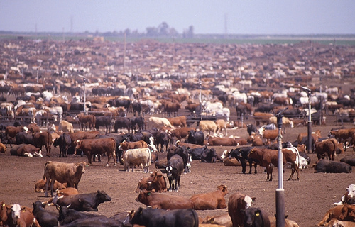 cattleyard
