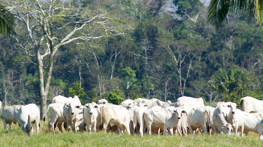 Brazilian cattle graze in the  rain forest - Photo: Rachel Kramer, National Wildlife Federation