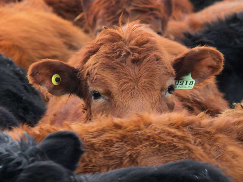 Cattle mill along a fence line west of Stavely Alberta-MIKE DREW/CALGARY SUN/QMI AGENCY 