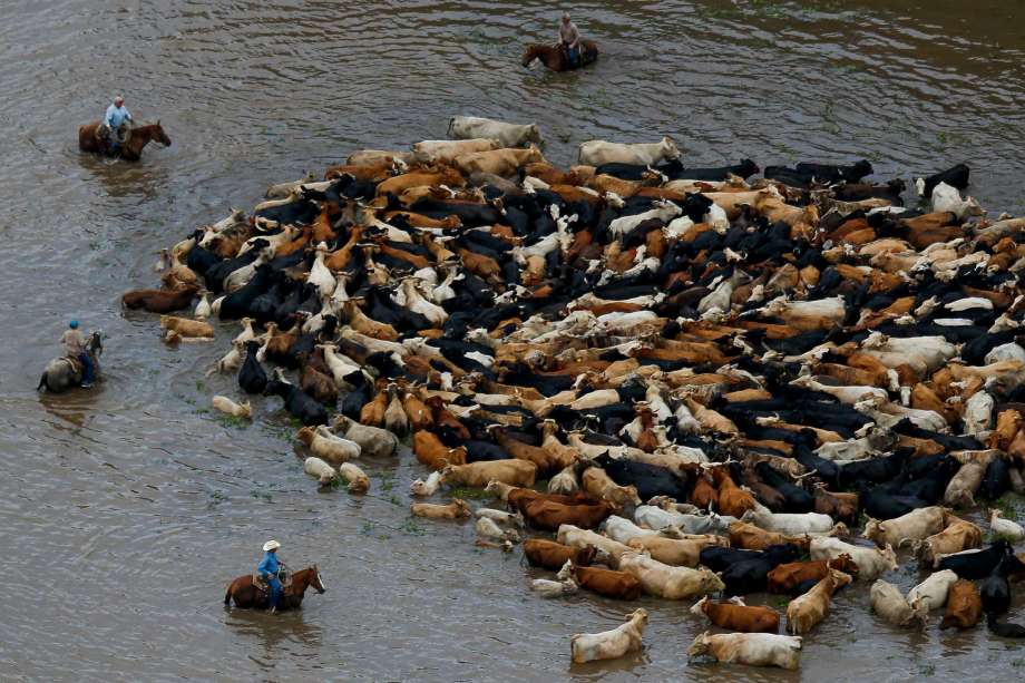 cattle_flooding