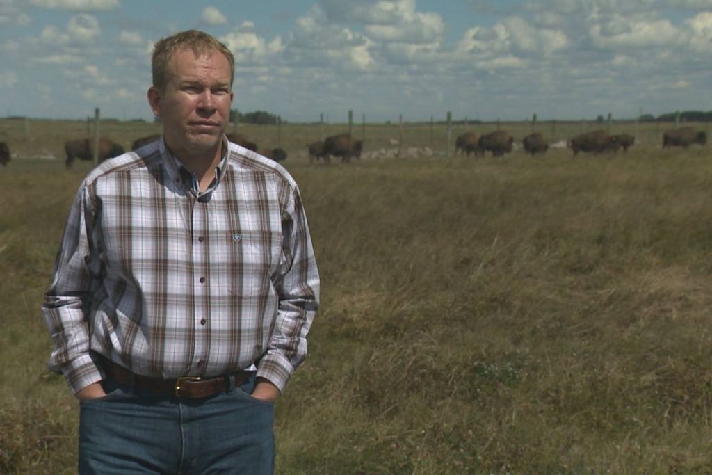 Robert Johnson in front of a bison herd at RJ Game Farm south of Fairlight, Sask. photo credit: Derek Putz / Global News