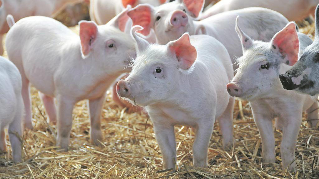 A trade war between the U.S. and China could provide a potential opening in the Chinese markets for some Canadian agricultural exporters, including pork producers. 