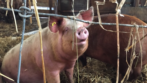 The federal government has announced new funding to help the University of Saskatchewan study the well-being of pigs. (Norma Jean McPhee/CBC) 