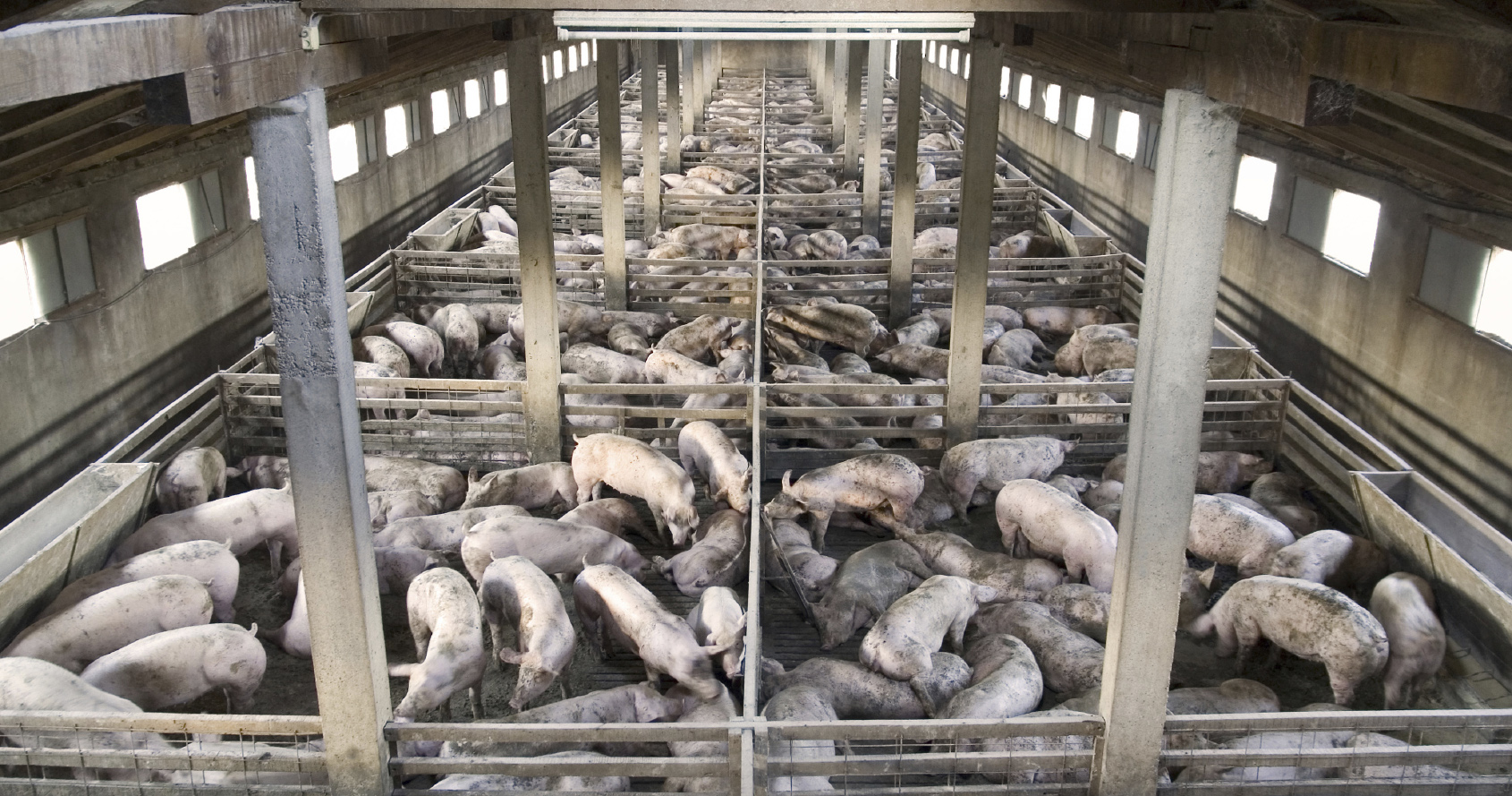 Small pig farm from above - Associated Press