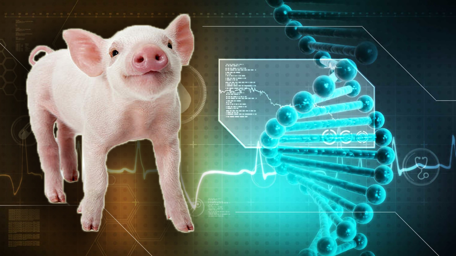 pig_dna_mapping
