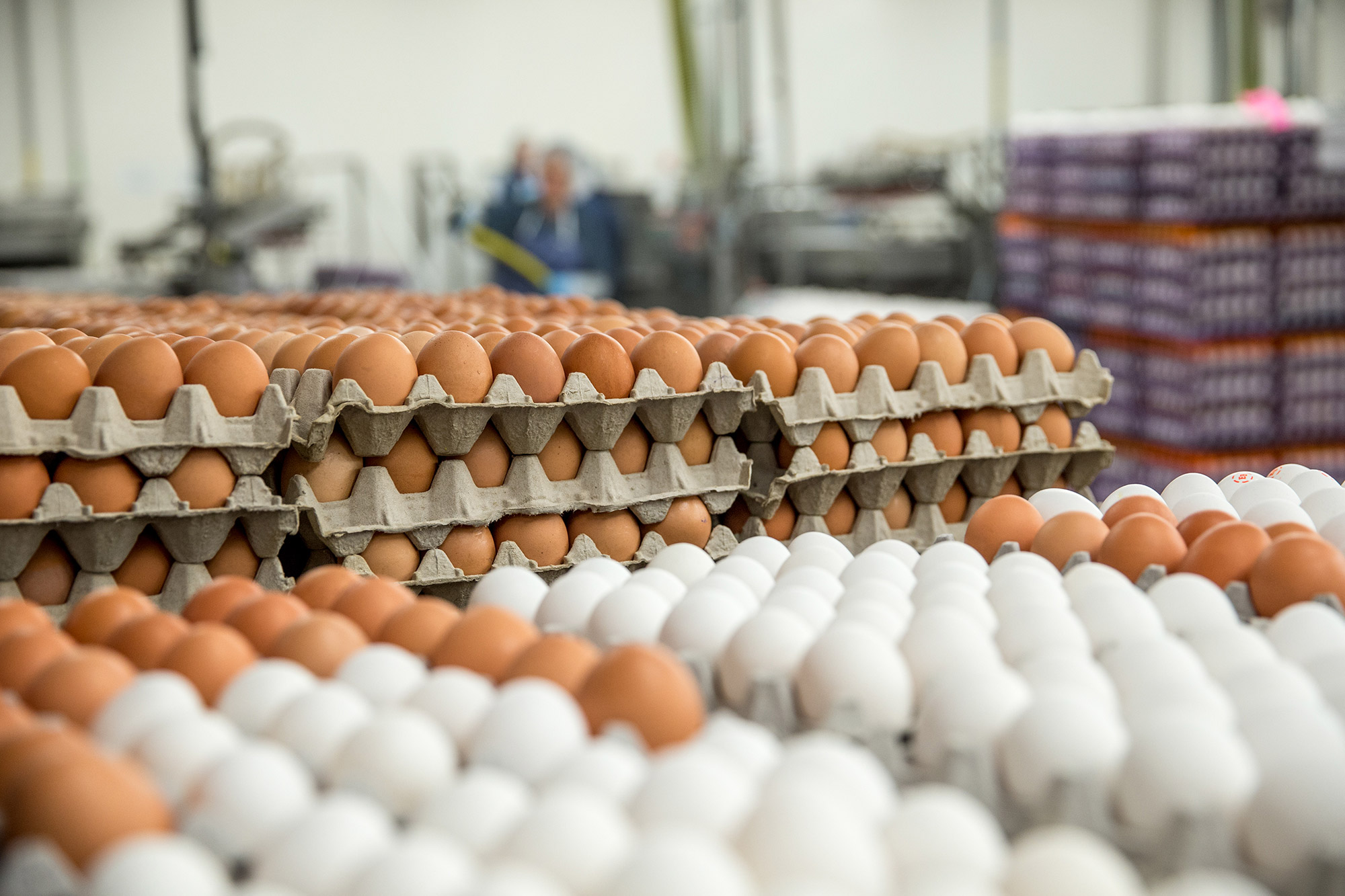 egg-farm-reduced