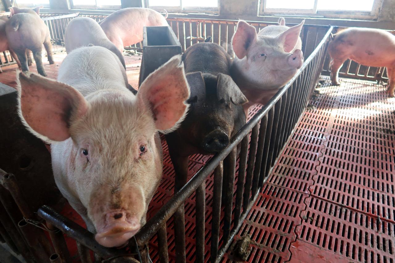 Pigs are seen on a family farm. REUTERS/Dominique Patton