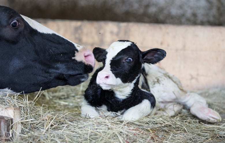 A dairy cow cleans her newly born calf on a dairy farm in Saint-Valerien-de-Milton, southeast of Montreal, in August. The way the government protects Canadian farmers was an issue during negotiations with both the U.S. and the European Union. (Christinne Muschi/Reuters)
