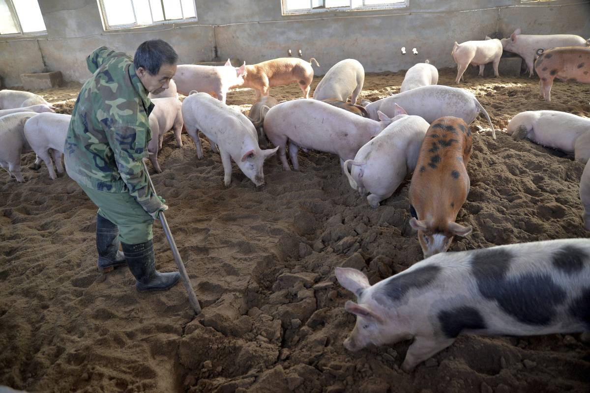 A worker digs in a fermentation bed at an organic pig farm in Handan in northern China’s Hebei province -
Chinatopix via AP