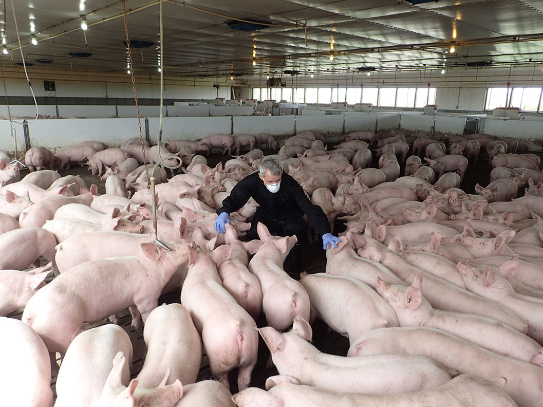 photo credit: Canadian Pork Council