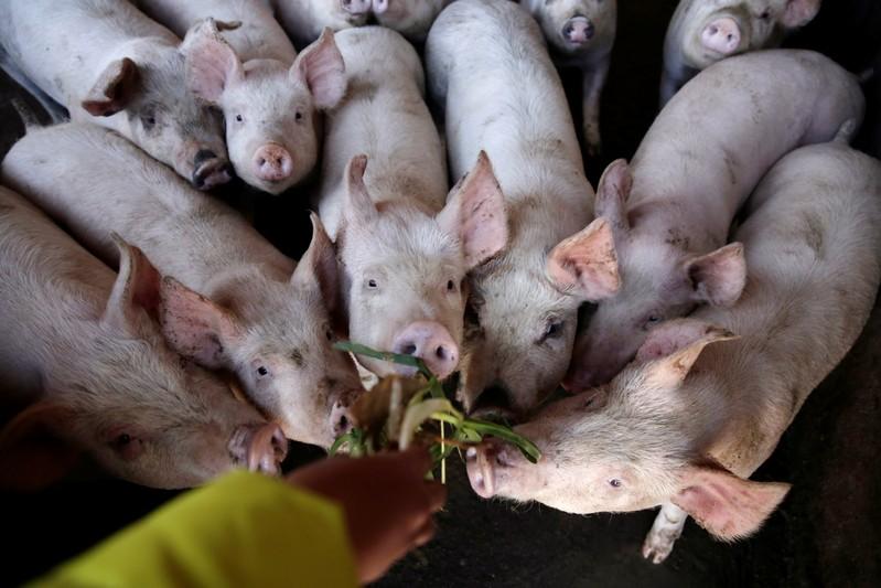 FILE PHOTO: A student feeds pigs at a farm next to a primary school in Xuanwei, Yunnan province, China December 22, 2018. REUTERS/Darley Shen/File Photo