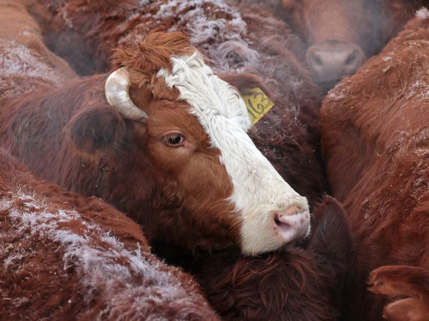 Cattle wait to be auctioned in this file photo. LARRY WONG / EDMONTON JOURNAL