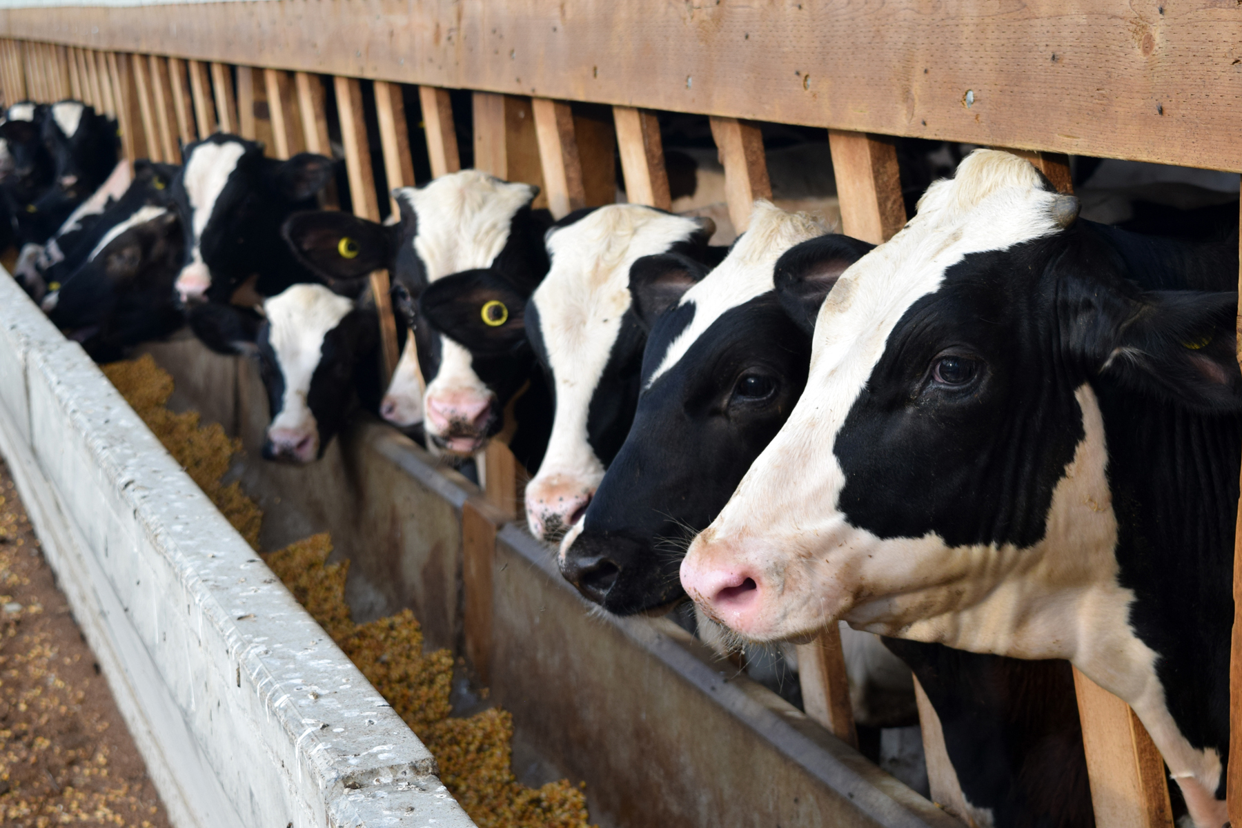 Ontario Veal Cattle