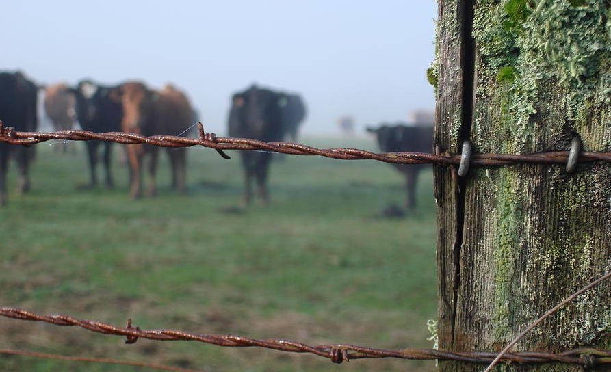 barb-wire-and-cattle