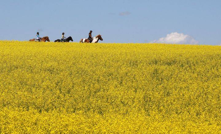 A woman and two young girls ride horses through a canola field near Cremona, Alta., Tuesday, July 16, 2013. Chinese importers have stopped buying Canadian canola seed, according to an industry group.
(THE CANADIAN PRESS/Jeff McIntosh)