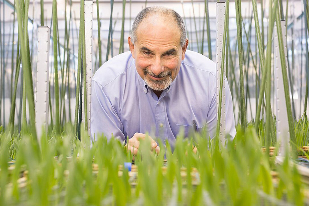 Photo caption: Leon Kochian is the Canada Excellence Research Chair in Global Food Security and Associate Director, Global Institute for Food Security at Usask (Credit: Usask)