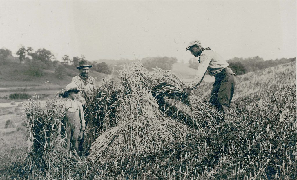 Farmer, laborer and son building wheat shocks in field. Photograph by Oscar C. Kuehn, ca. 1920. Missouri Historical Society Photographs and Prints Collections. NS 37079. Scan © 2007, Missouri Historical Society.