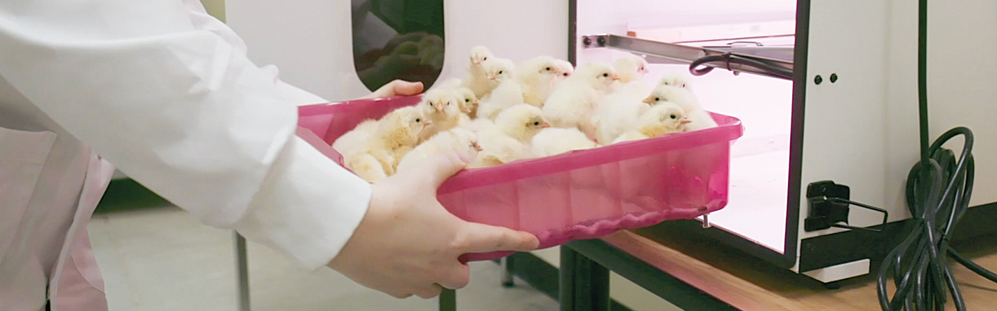 chicks_incubater_1440x450