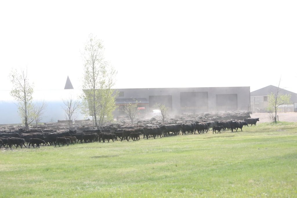 Cattle can be seen on the Johnson Livestock cattle farm in this undated photo. The family is sharing their experience with port-out fraud after the family lost hundreds of thousands of dollars when a family member's phone was compromised. (Supplied/Johnson Livestock)