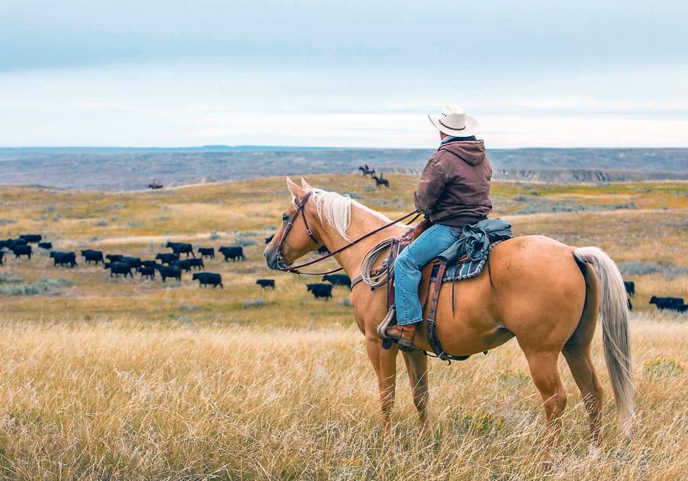 A cowboy trails cattle on horseback in Saskatchewan’s Grasslands National Park. ( Parks Canada/Grasslands National Park photo )