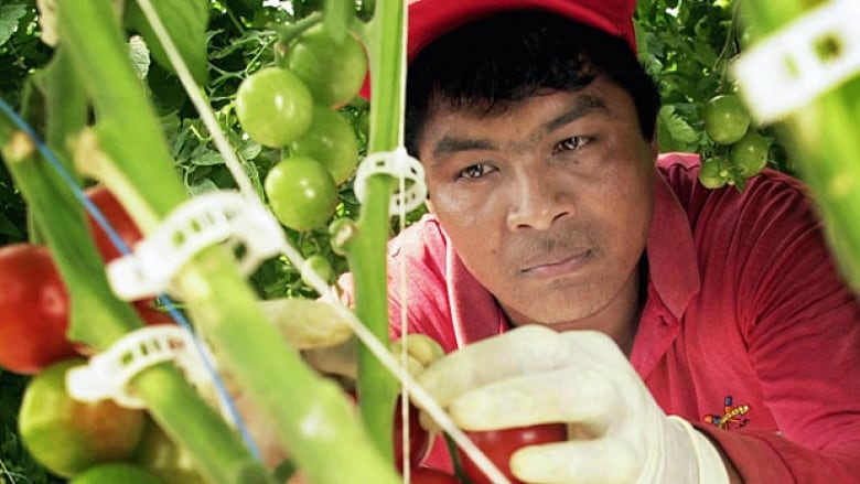 Canada is attracting an increasing number of migrant workers, like this Mexican national harvesting tomatoes in Leamington, Ont., (Jason Kryk/Canadian Press)