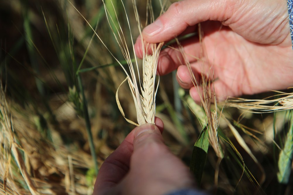 A mature barley plant at the company’s greenhouse in southwest Iceland on August 24, 2020. THOMSON REUTERS FOUNDATION/Thin Lei Win