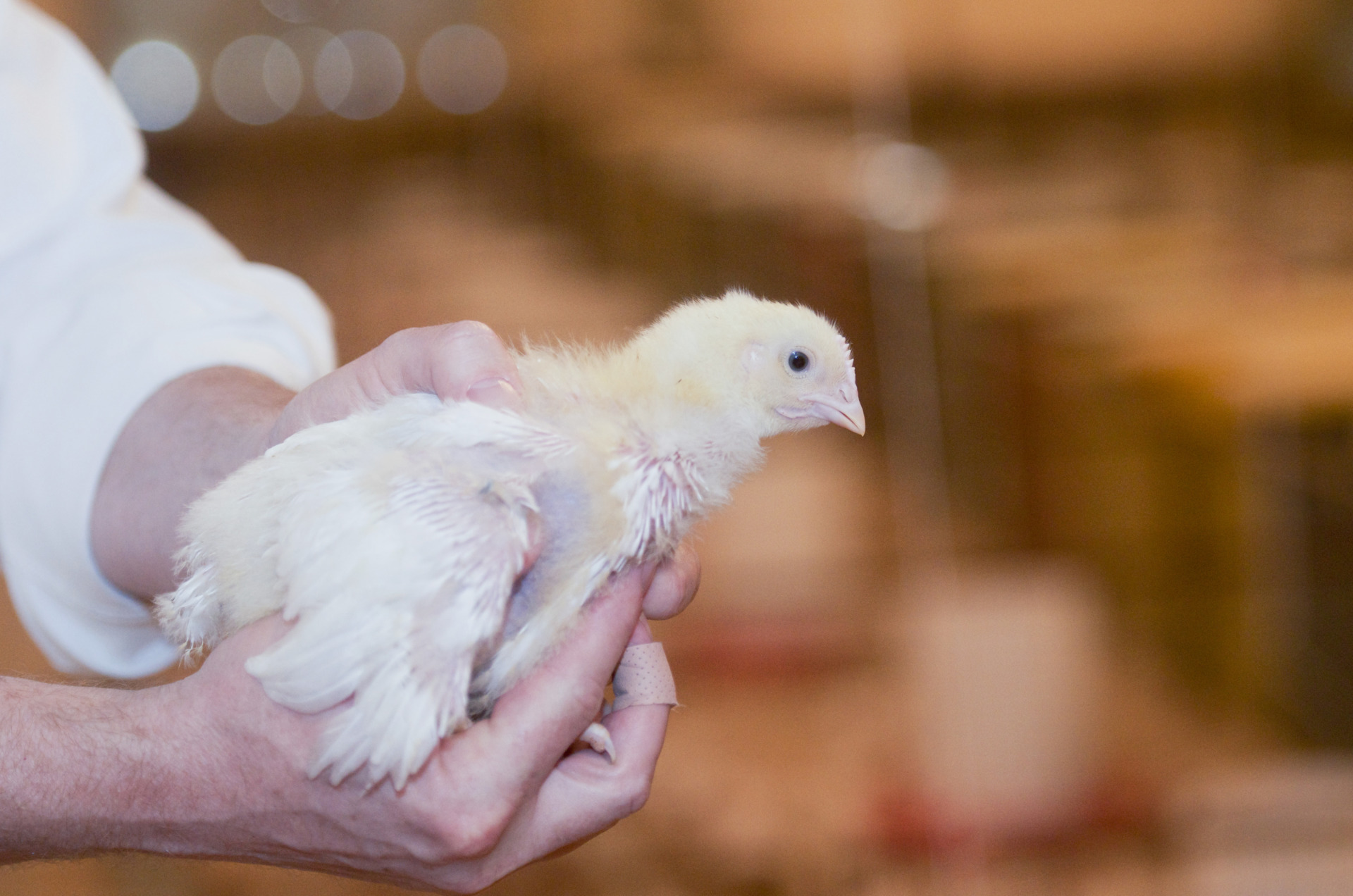 Poultry production continues to evolve through science and improved methodology. (Texas A&M Department of Poultry Science )