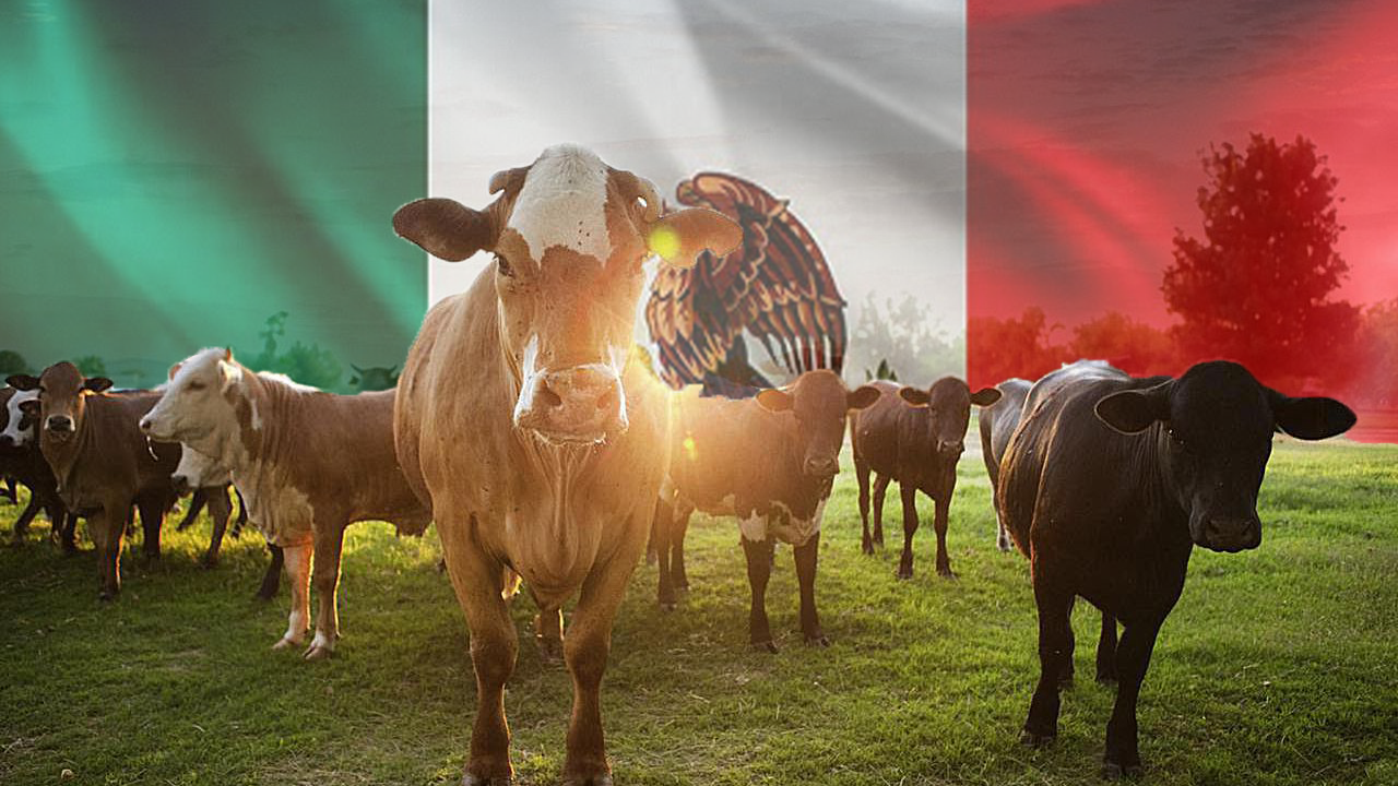 Mexicocattle