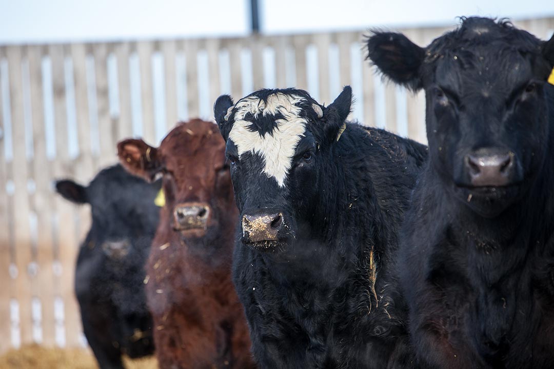Cattle at the USask Livestock and Forage Centre for Excellence (LFCE) in January, 2020. (Credit: Christina Weese)