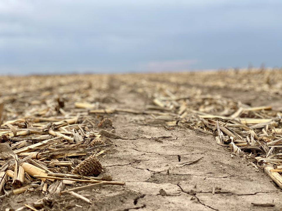 Corn stalk residue in a strip-tilled farm field in Butler County, Nebraska, U.S. April 6, 2021. Lukas Fricke/Handout via REUTERS