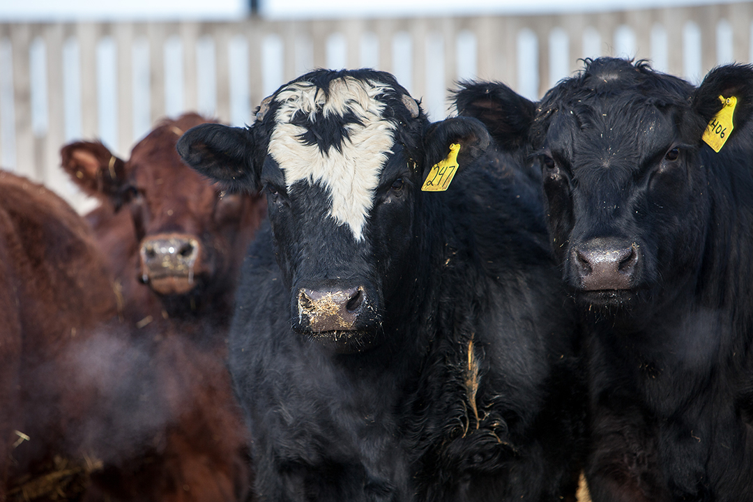 The goal of IntegrOmes is to make it easier for cattle producers to identify and breed animals with desired traits. Photo: Christina Weese.