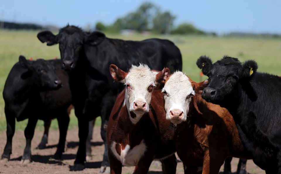 Cows graze in a farm near Chascomus, Argentina REUTERS/Marcos Brindicci/File Photo