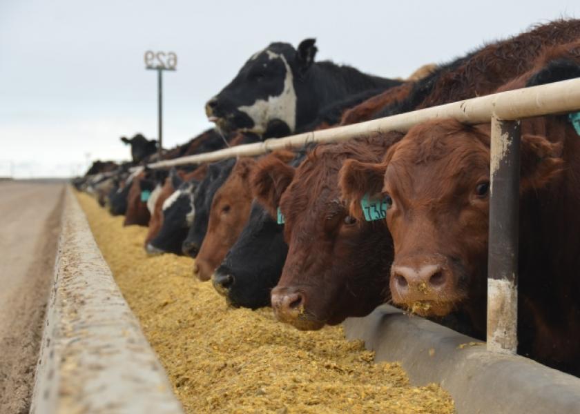 BT_Feedlot_Cattle_Bunk5