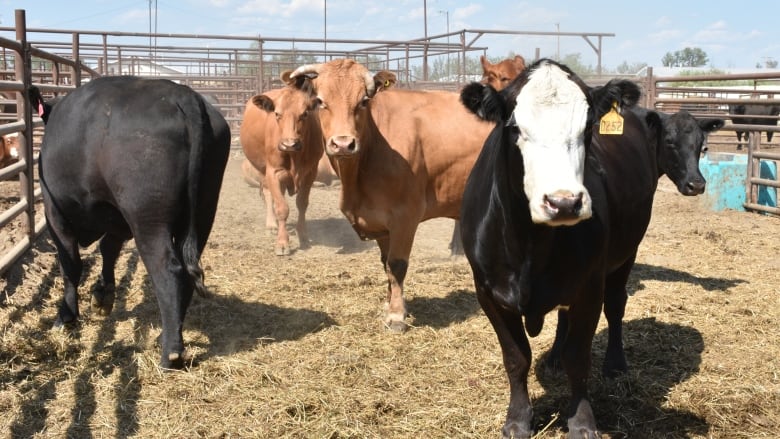 Farmers in the western provinces are struggling to feed their cattle due to drought conditions. (Terry Reith/CBC)