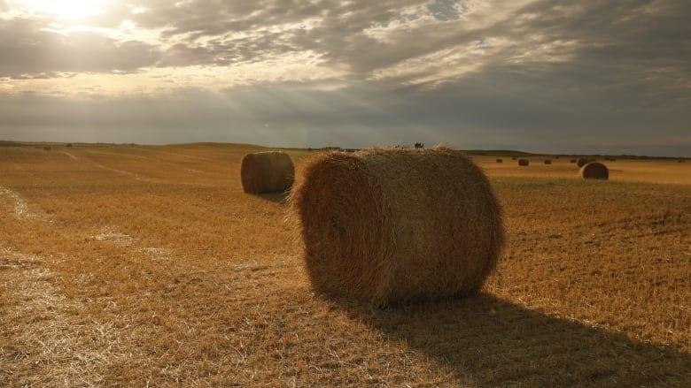 Heat, wind, grasshoppers and very little rain have resulted in major production loss for farmers in Manitoba and Saskatchewan. (Richard Agecoutay/CBC News)