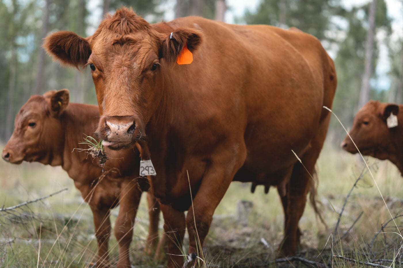 Cows graze near Cranbrook, B.C. where a pilot project is underway to see whether the herds can chew away enough grass to reduce fire fuel. 
Photo: Tyler Zhao / Columbia Basin Trust