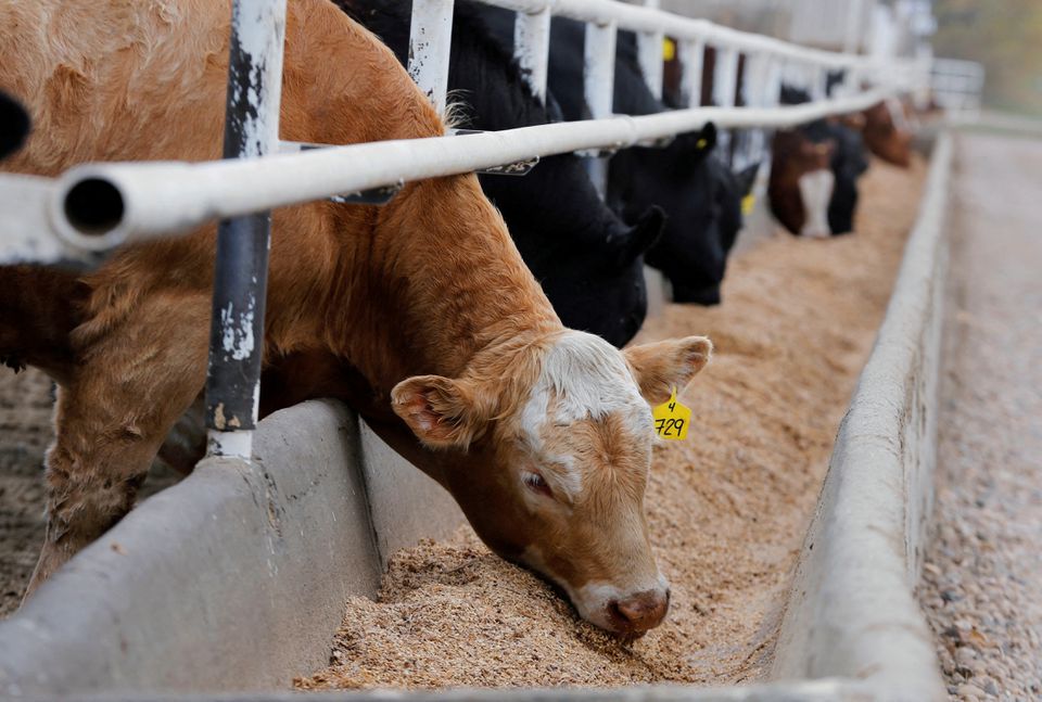 Beef cattle are pictured at a feedlot in Coaldale, Alberta, Canada May 6, 2020. REUTERS/Todd Korol/File Photo