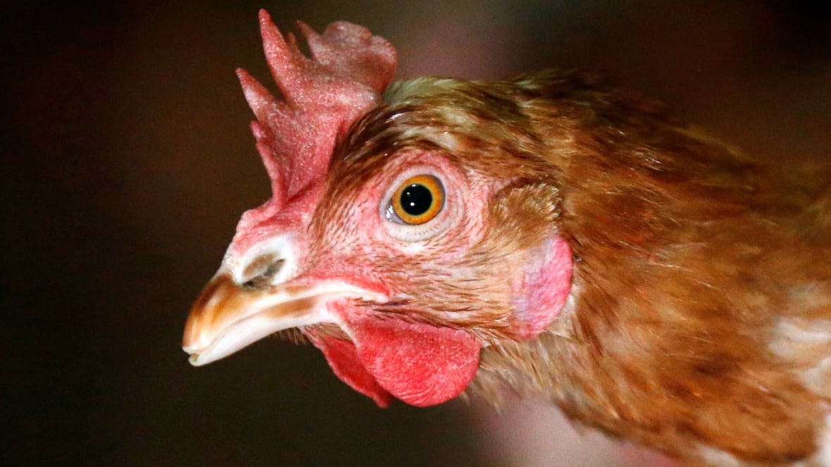 Chickens infected with avian flu become severely ill and die. (Francois Lenoir/Reuters)