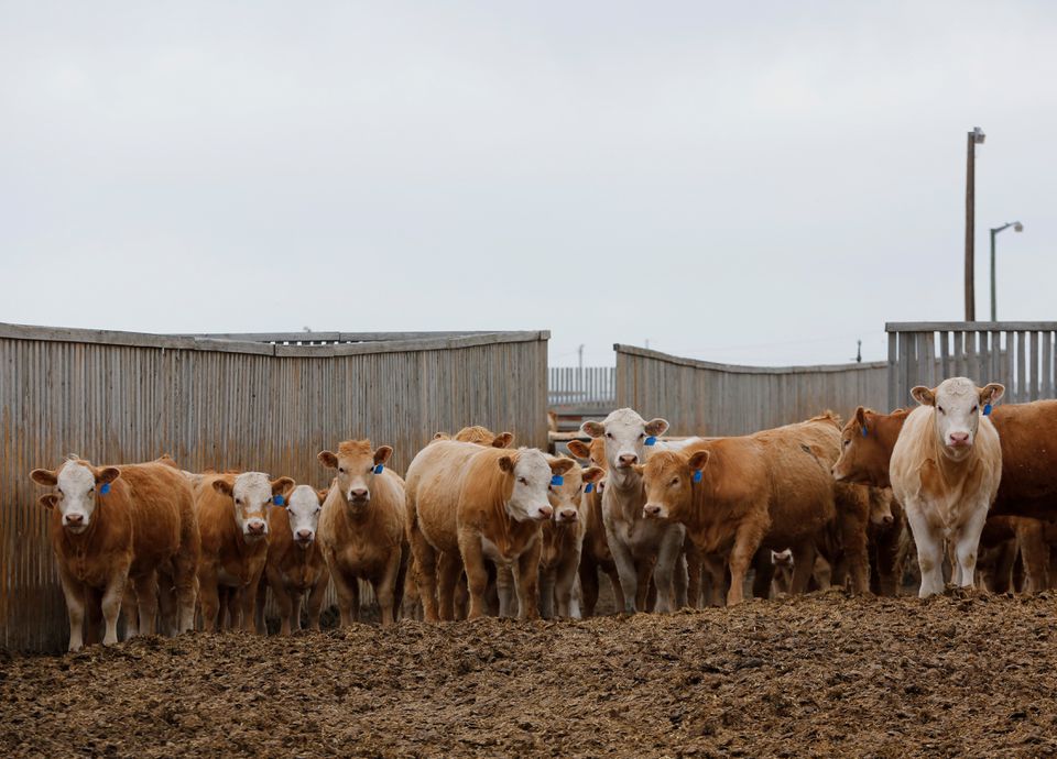 Beef cattle at the Kasko Cattle feedlot, which are affected by a supply chain blockage caused by coronavirus disease (COVID-19) outbreaks at meat-packing plants, in Coaldale, Alberta, Canada May 6, 2020. REUTERS/Todd Korol
Feb 20 (Reuters)