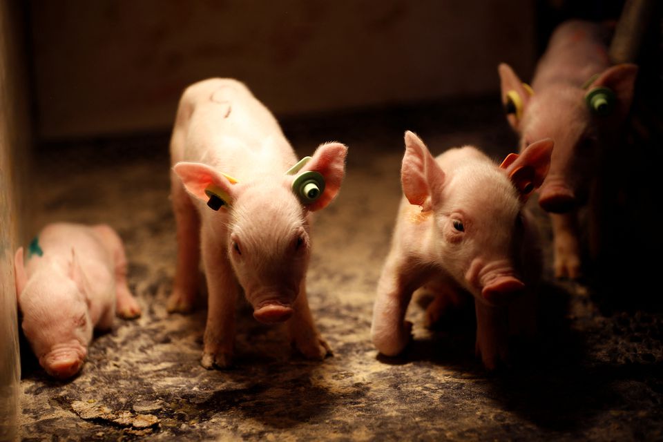 Newborn piglets keep warm at a breeding farm of Best Genetics Group (BGG), a Chinese pig breeding company in Chifeng, Inner Mongolia Autonomous Region, China February 27, 2022. REUTERS/Tingshu Wang

