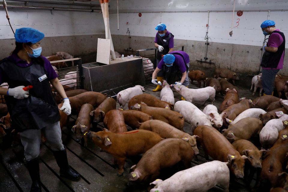 A vet vaccinates pigs at a breeding farm of Best Genetics Group (BGG), a Chinese pig breeding company in Chifeng, Inner Mongolia Autonomous Region, China. REUTERS/Tingshu Wang